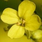 Bunias orientalis Blomst