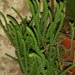 Crassula muscosa List