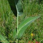 Turritis brassica Leaf