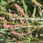 Atriplex prostrata Blomma