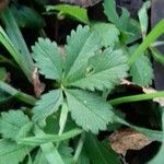 Potentilla reptans Blatt