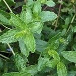 Veronica teucrium Листок