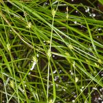 Carex remota 果實