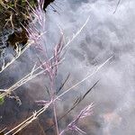 Festuca asplundii