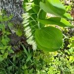 Polygonatum multiflorumKwiat