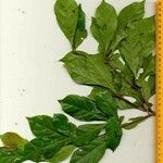 Terminalia amazonia Otro