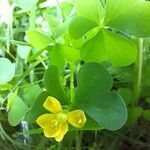 Oxalis strictaΛουλούδι