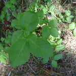Lonicera conjugialis Blad