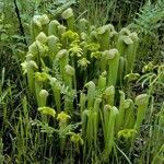 Sarracenia minor आदत