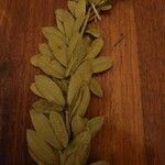 Boscia angustifolia Листо