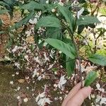 Clerodendrum indicum Flower