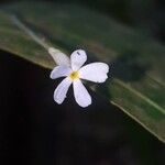 Voyria tenella Λουλούδι