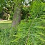 Taxodium distichumLeaf