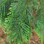 × Hesperotropsis leylandii Leaf