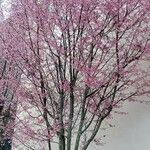 Prunus × subhirtella Агульны выгляд