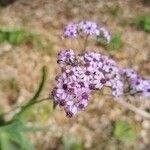 Pericallis papyracea Floro