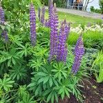 Lupinus polyphyllusKukka