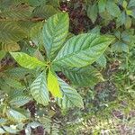 Psychotria nervosa Blatt