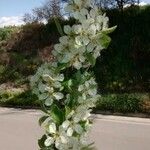 Pyrus spinosa 花