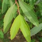 Spiraea cantoniensis Blatt