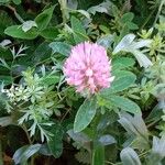 Trifolium medium Folha