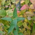 Jasminum beesianum Leaf