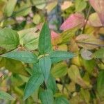 Jasminum beesianum Blad