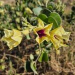 Ipomoea spathulata Flower