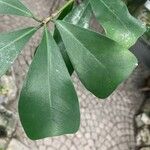 Ficus natalensis ᱥᱟᱠᱟᱢ