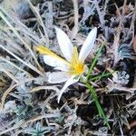 Crocus aleppicusLeht