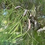 Melaleuca huegelii Fruto