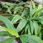 Hedychium thyrsiforme Hábito