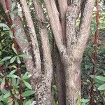 Berberis koehneana Bark