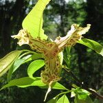 Monodora carolinae Flower