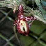 Bulbophyllum macranthum Flower