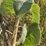 Abutilon pannosum Yaprak