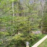 Abies balsamea 形态