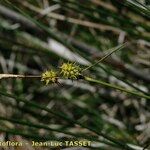 Carex lepidocarpa Virág