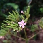 Macrocnemum roseum Flower