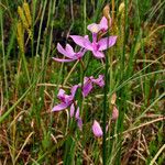 Calopogon tuberosus 花