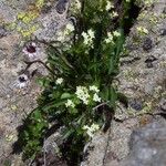 Galium anisophyllon Flower