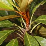 Chrysophyllum colombianum Leaf