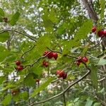 Crataegus punctata Fruto