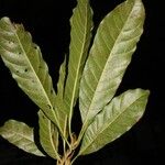 Sideroxylon portoricense Лист