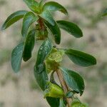 Ludwigia palustris Bark