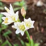 Nothoscordum gracile (Aiton) StearnFlor