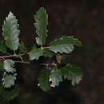 Quercus faginea葉