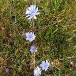 Cichorium endivia Flower