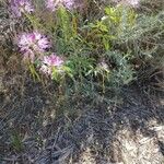 Cleome serrulata Hábito