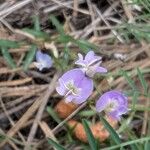 Astragalus austriacus Flower